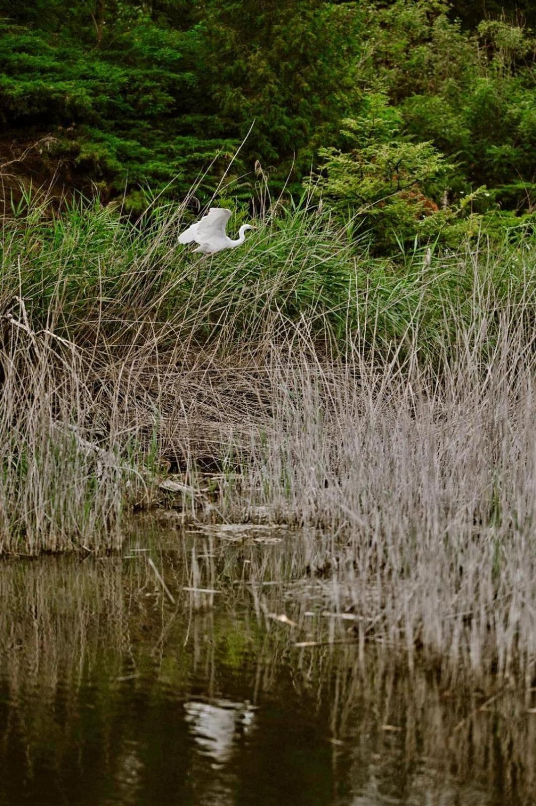 Zielona Parcela Pisz Bagian luar foto